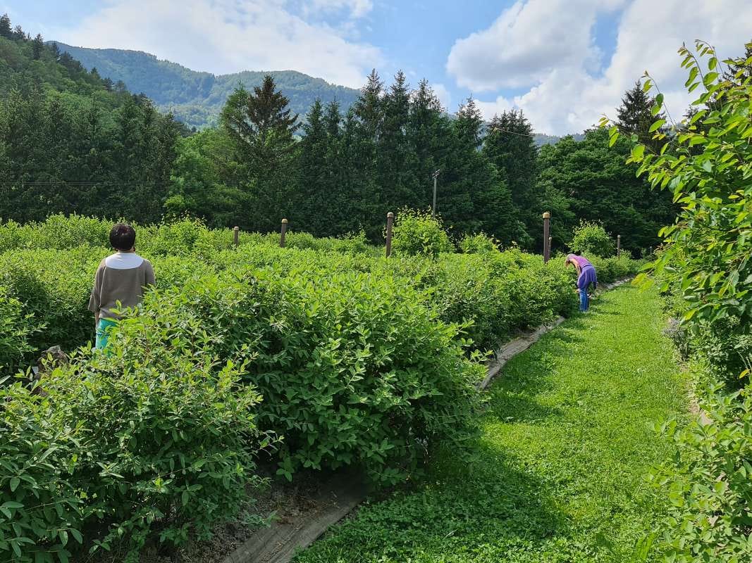 Sončna posest odpira vrata: pridite po sibirske borovnice
