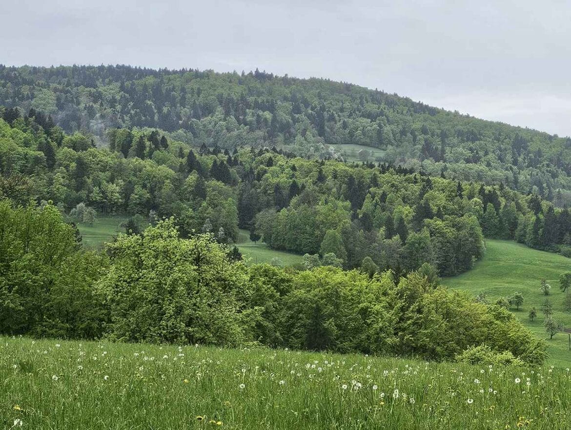 gozd_Kandrse_april_2025_1275x960