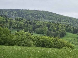 gozd_Kandrse_april_2025_1275x960