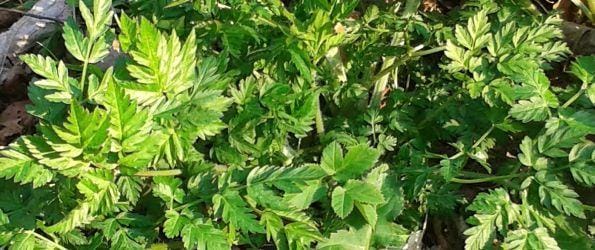 Kako prepoznati ambrozijo?