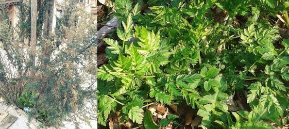 Pozor, najbolj nevarna rastlina v Zasavju!