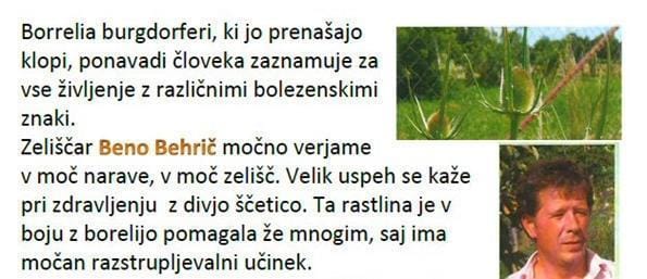 Knjižnica Zagorje: zdravljenje borelije z divjo ščetico