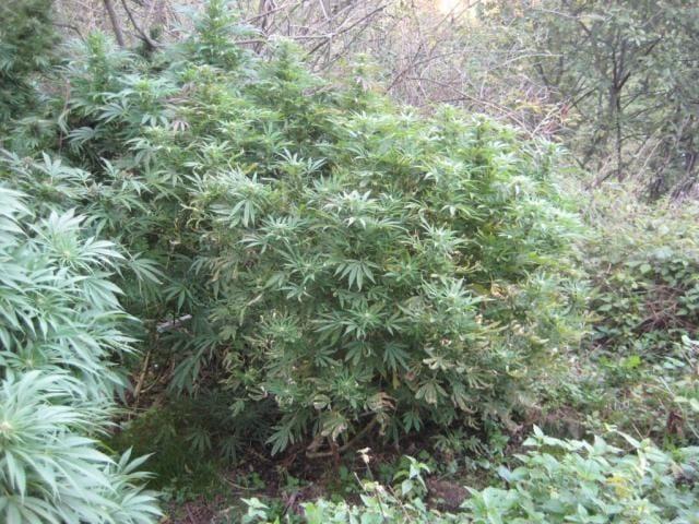 Posest neznane rastline v Hrastniku