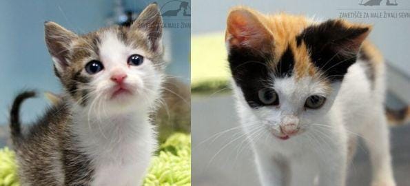 V Hrastniku našli mlade mucke