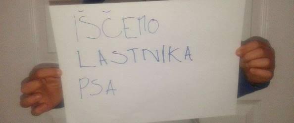 Našli izgubljenega psička – išče se lastnik!