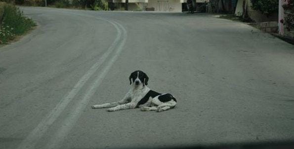 Za živali bo poskrbljeno