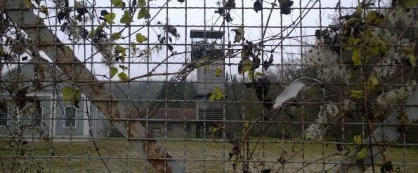 Ključne informacije za zatiranje in preprečevanje širjenja ambrozije