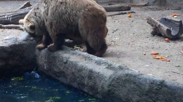 Video senzacija Trboveljčana