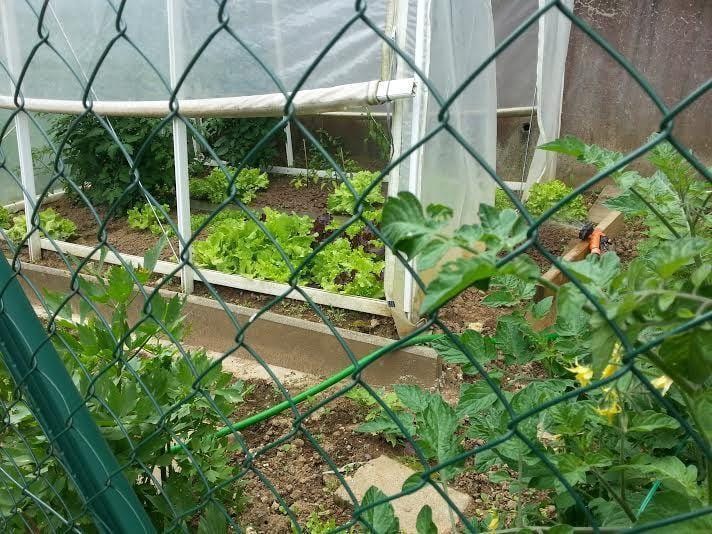 Iz vrta ukradel zelenjavo