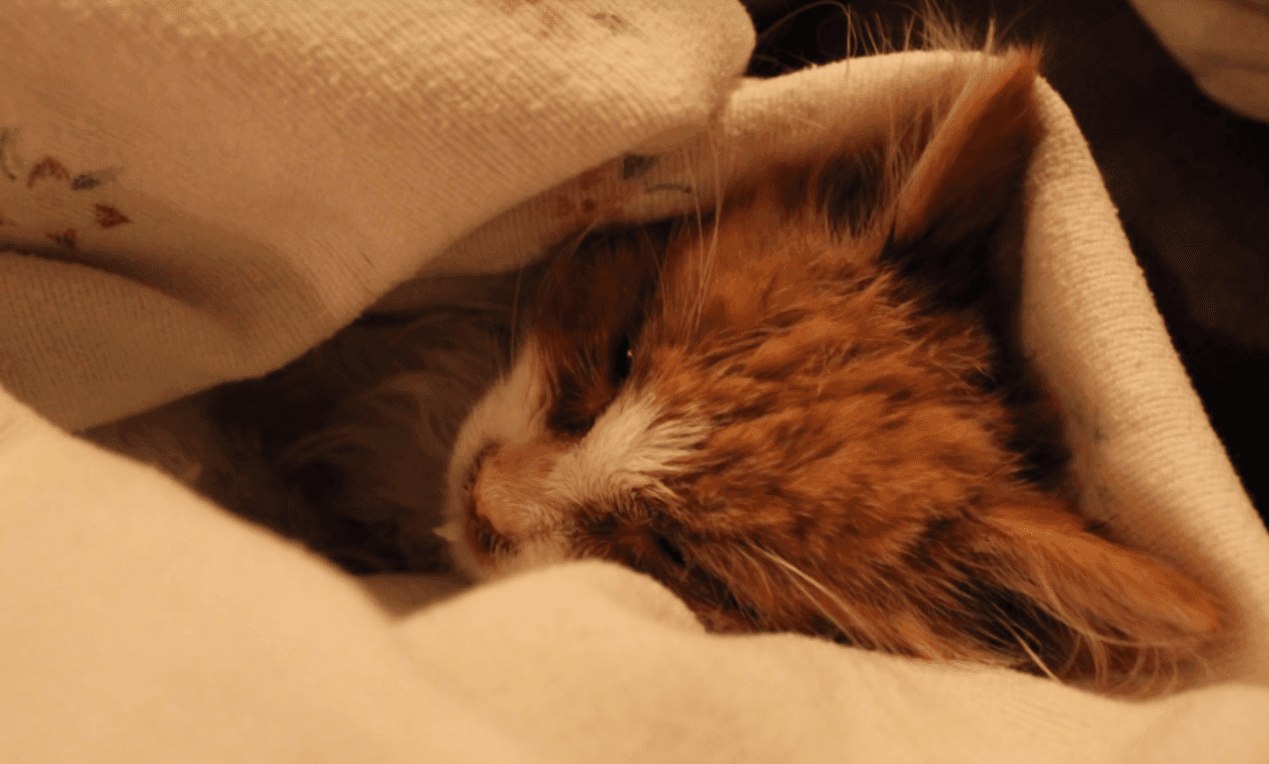 Trpljenje muca Zlatka jih ni ganilo