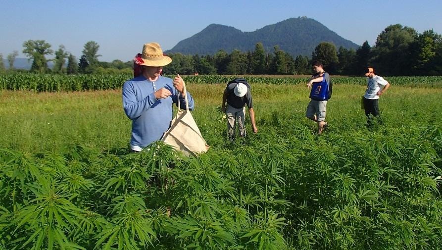 Bo konoplja "dala" nova delovna mesta Zasavju?