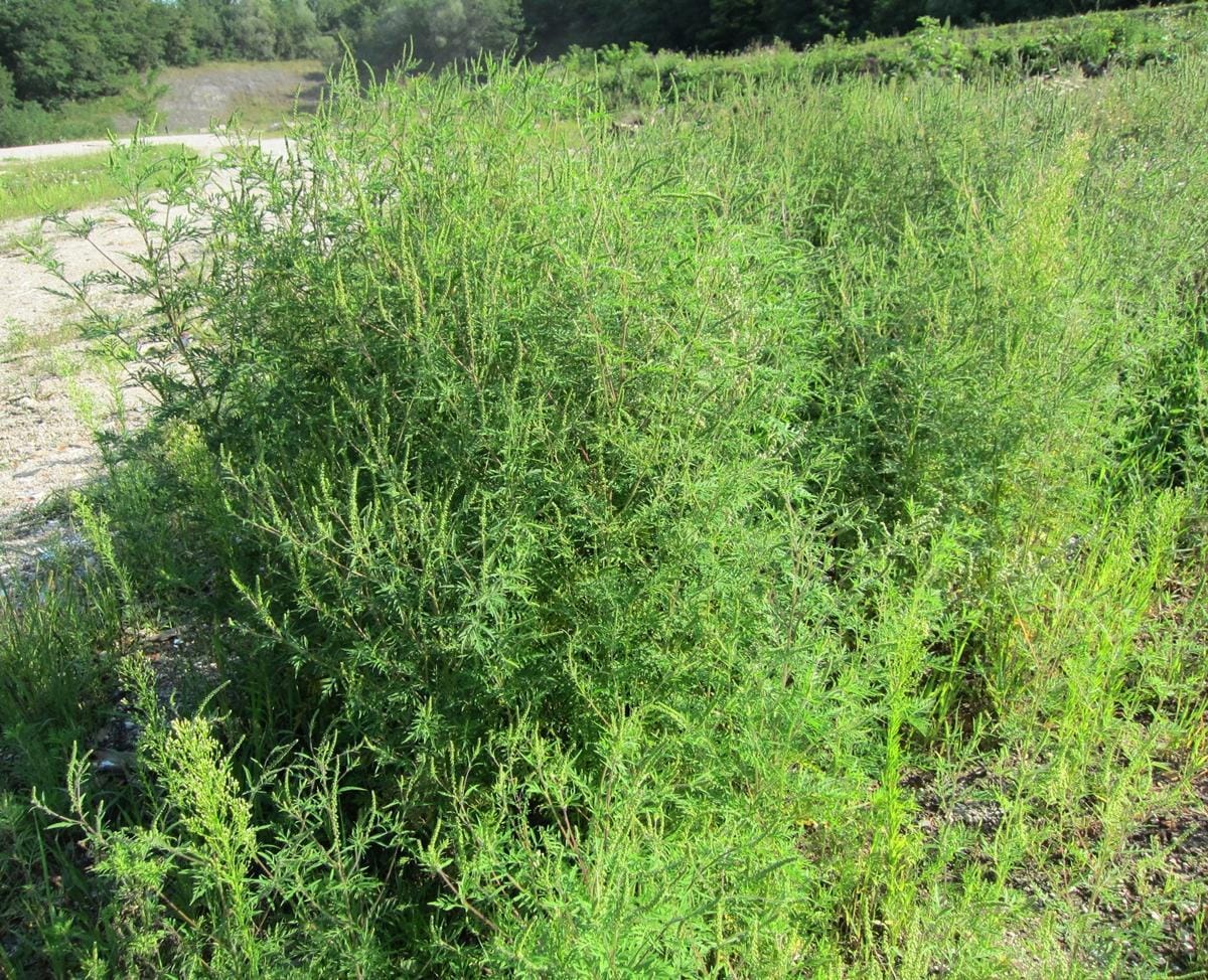 Ambrozijo ste dolžni odstraniti