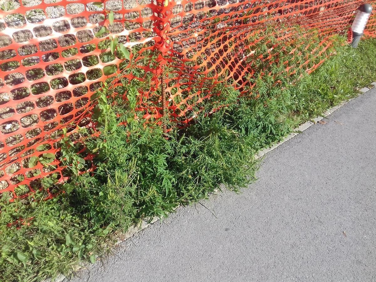 Nevarna rastlina pred trboveljsko bolnišnico!