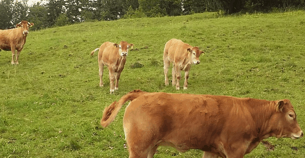 Ukradli tele LS limuzin