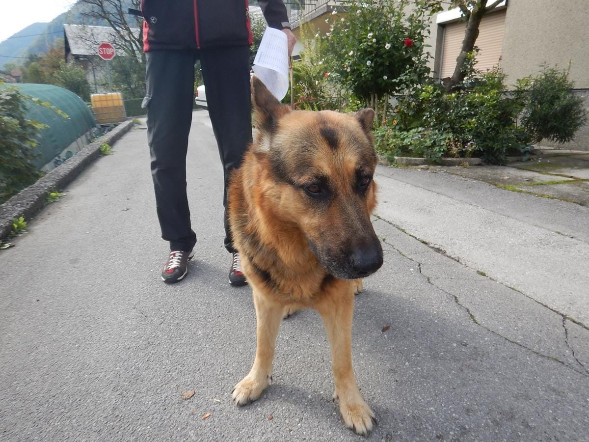 Iskali in našli lastnika