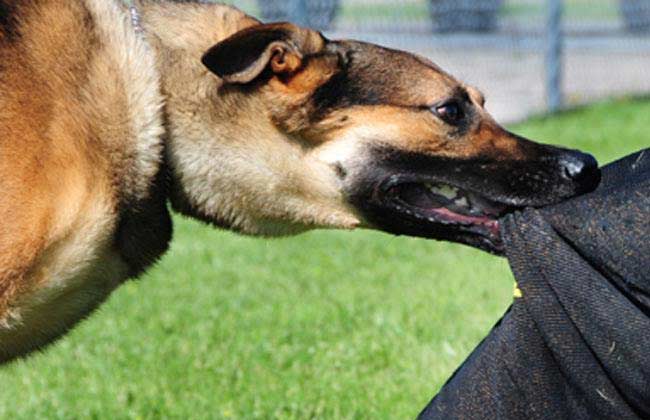 Pes ugriznil Trboveljčana