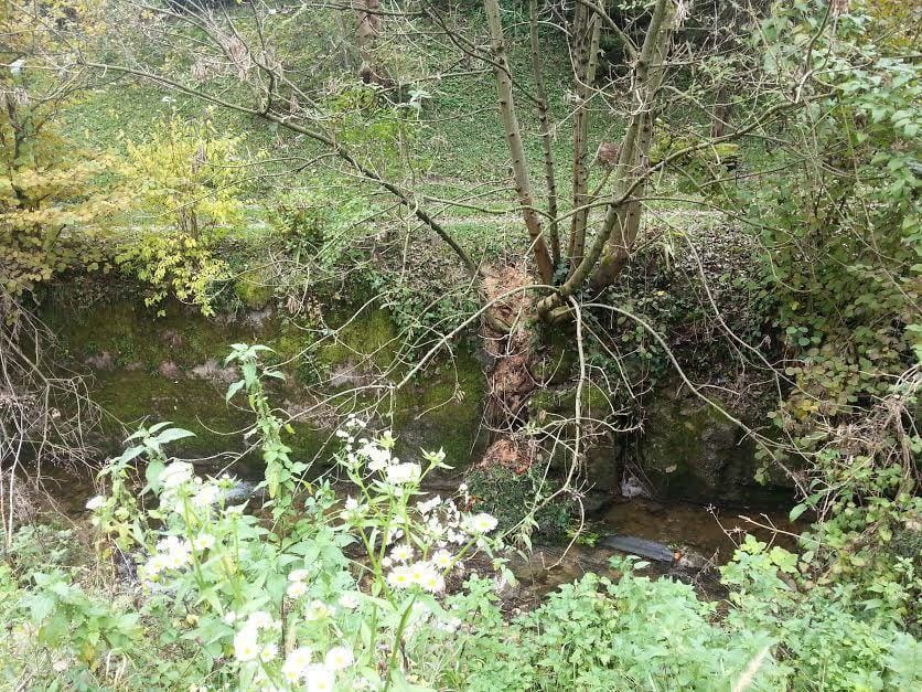 V plastični vrečki našel mlade mucke