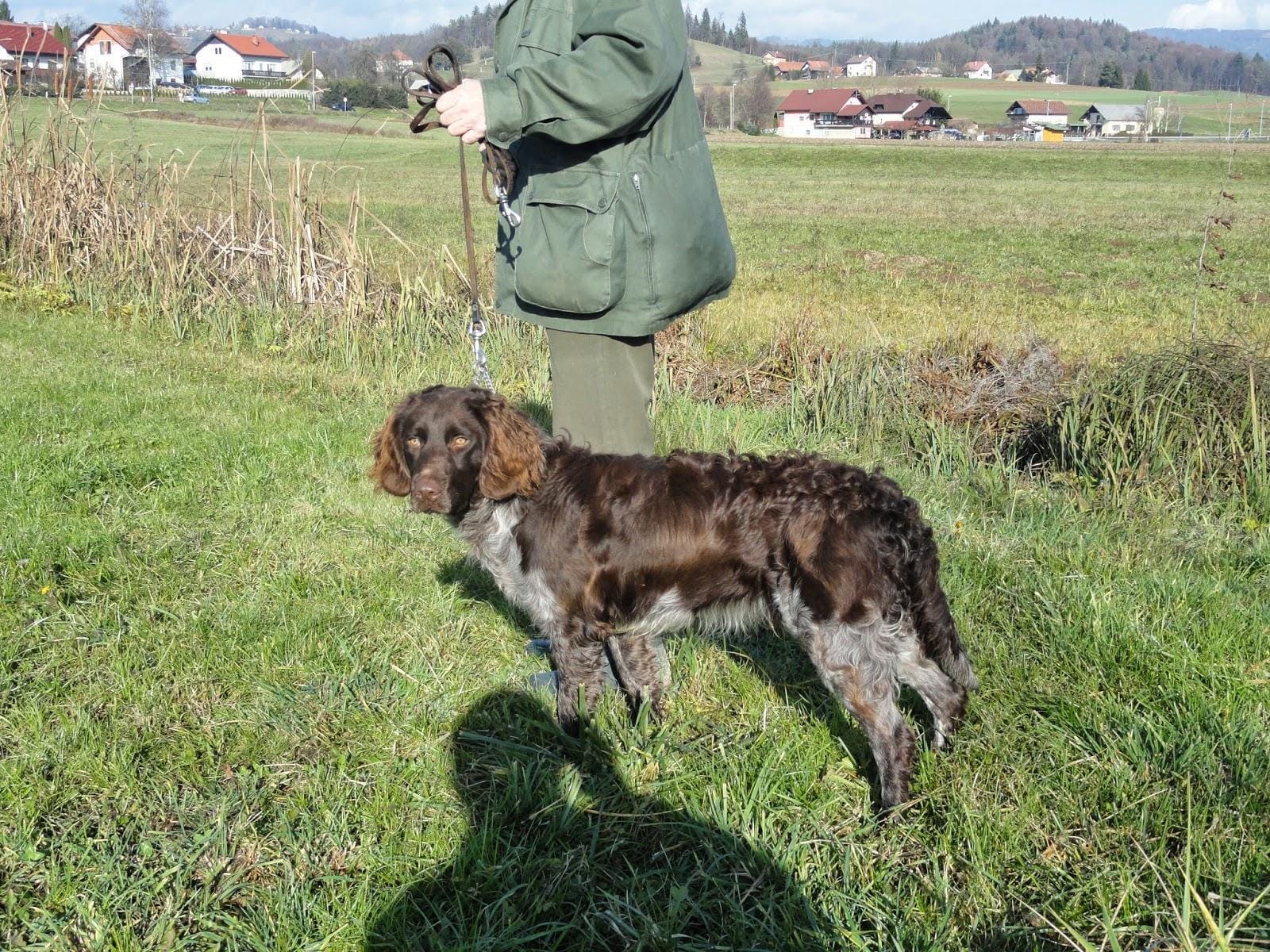 Izgubil se je nemški prepeličar. Ste ga videli?