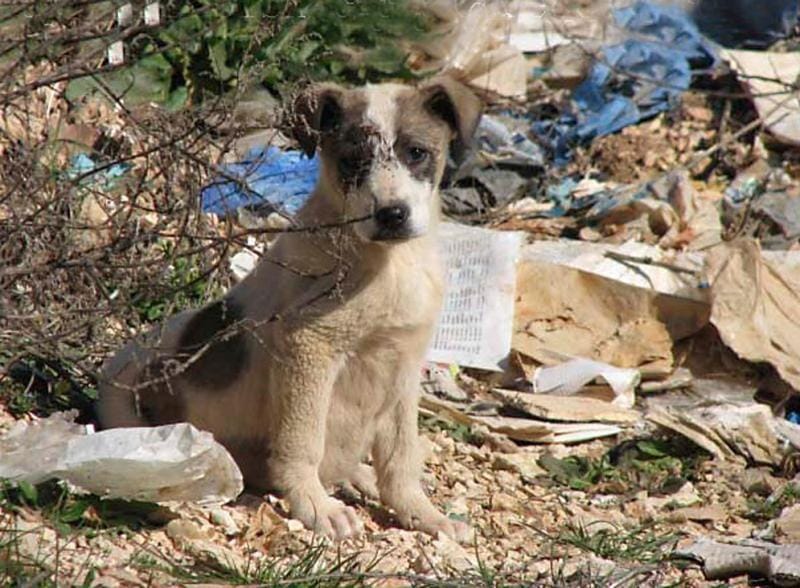 Novi koncesionar začne 1. aprila