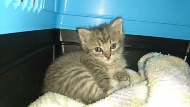 Usmrtijo jih brez pomisleka!