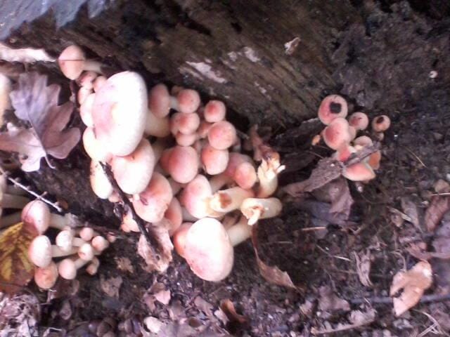 Zasavski gobarji so jo tokrat odnesli brez kazni