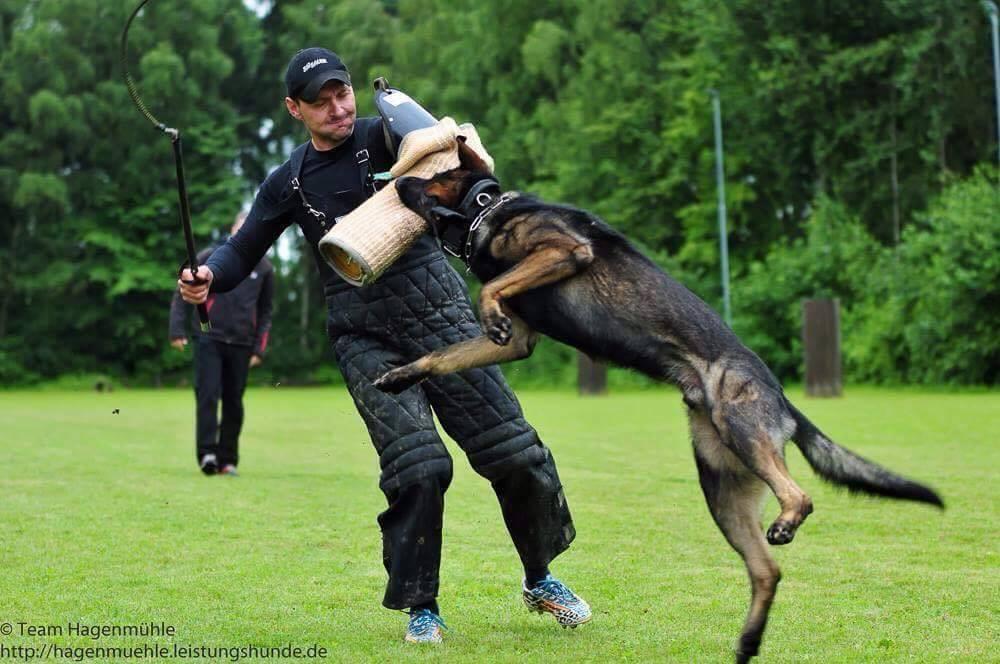 VIDEO: Trboveljčan - akademski glasbenik, ki trenira pse