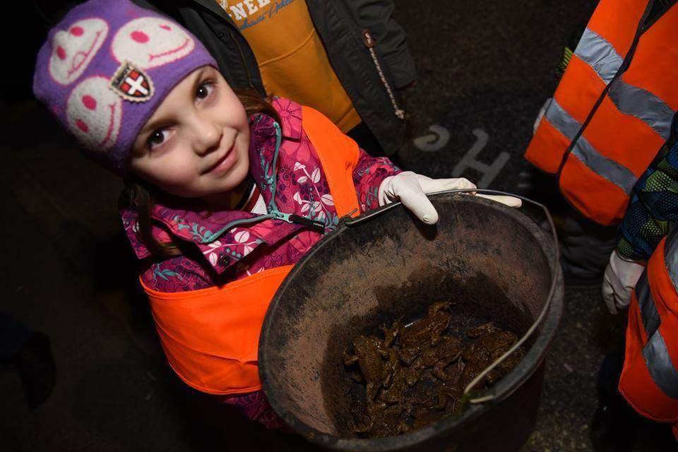 Kdo bo pomagal žabicam čez cesto?