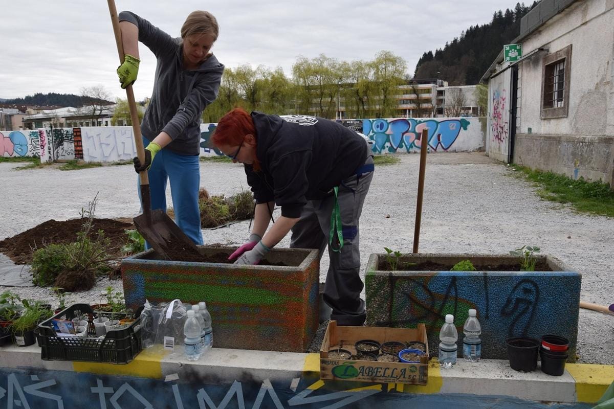 Stojnica vse 'zastojn' in skupni sadovnjak