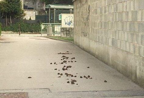 Kazen za pasje iztrebke. Kaj pa policijski konji?