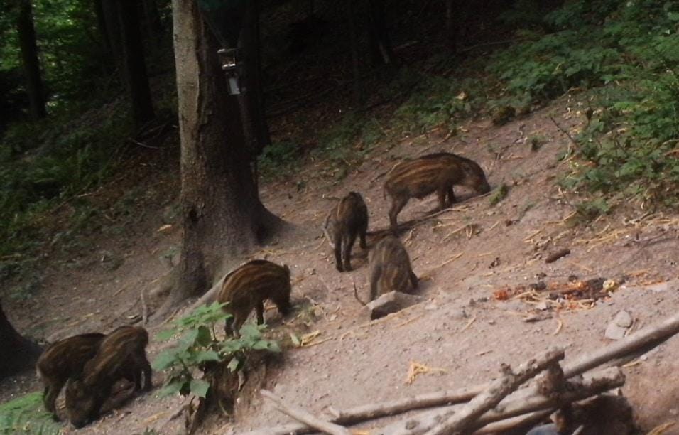 Ustreljen divji prašič sprožil sum nezakonitega lova