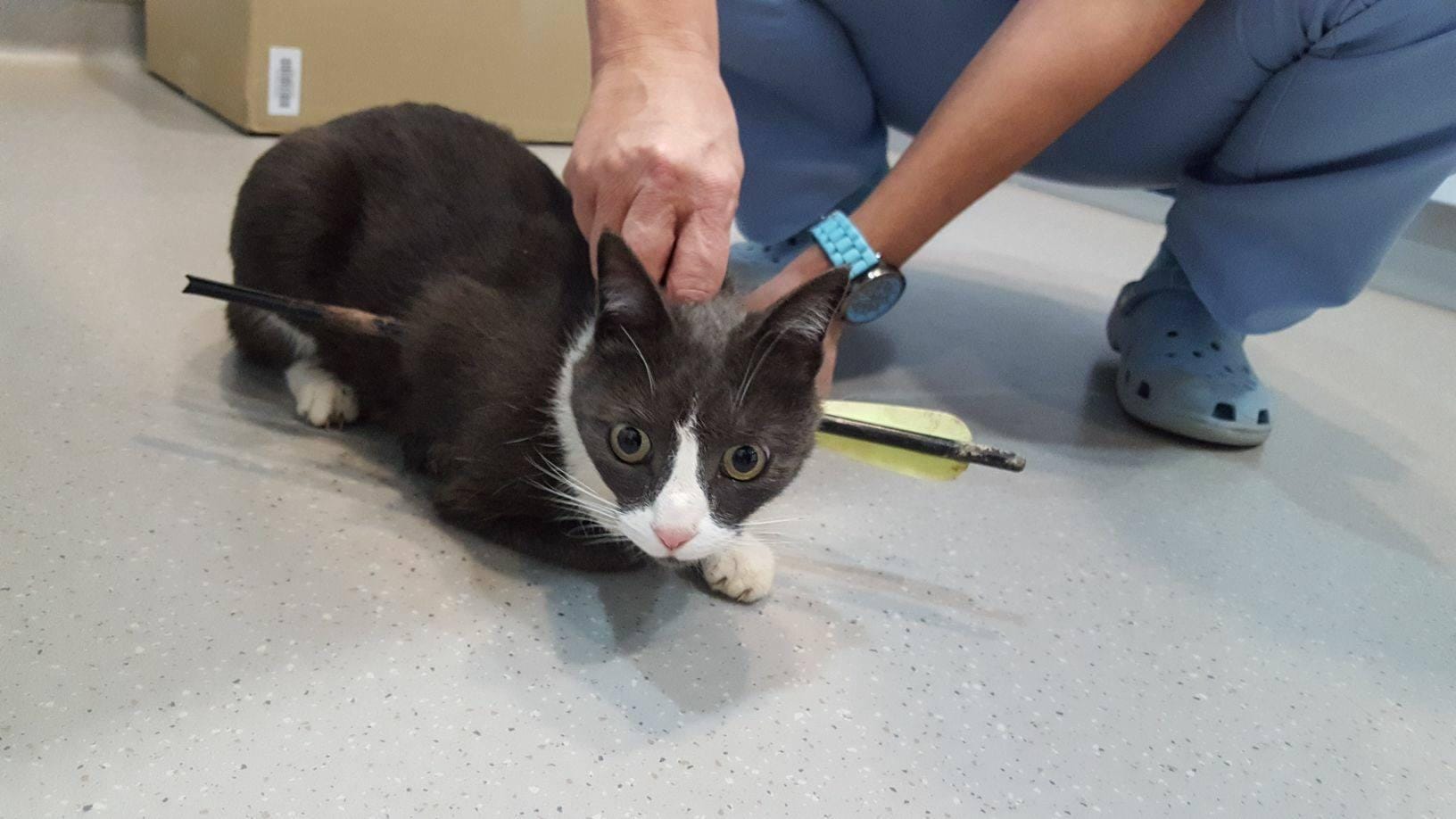 Na delu mučitelji živali