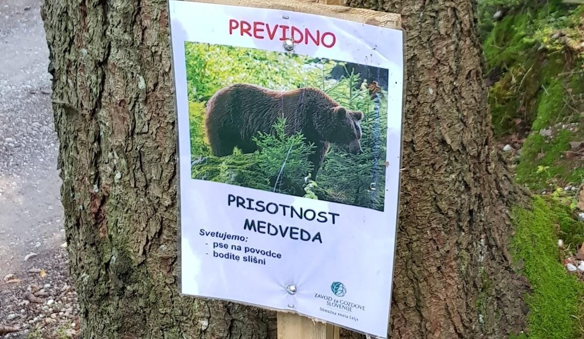 Namesto jurčkov zagledal medveda