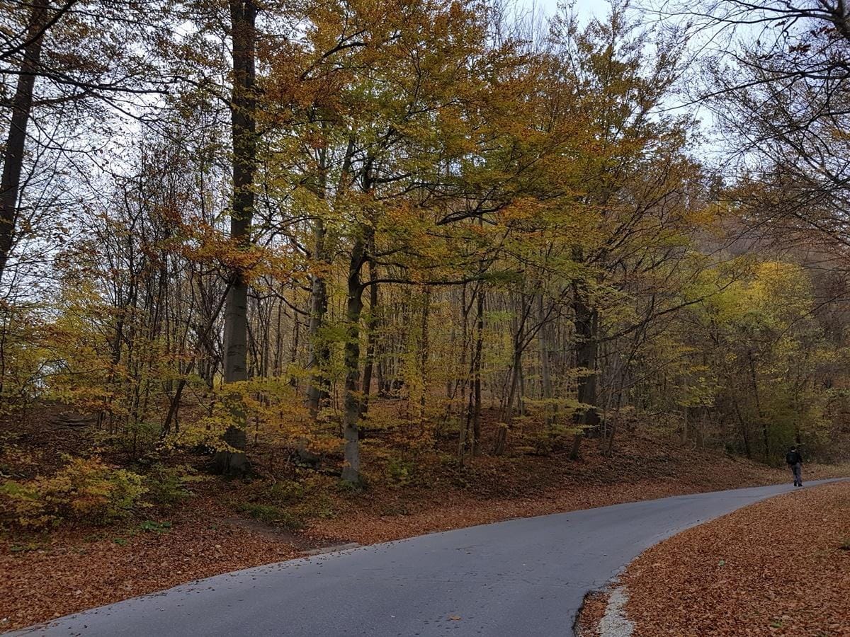 Cesta občasno popolnoma zaprta