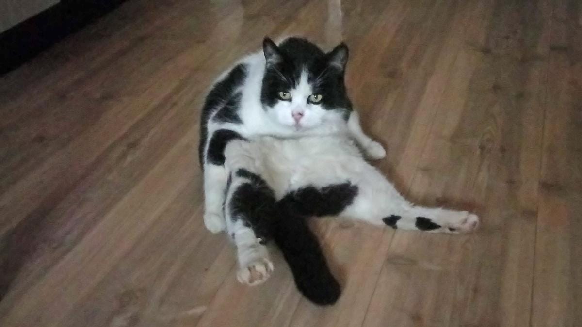 Izgubil se je Snoopy. Ste ga videli?