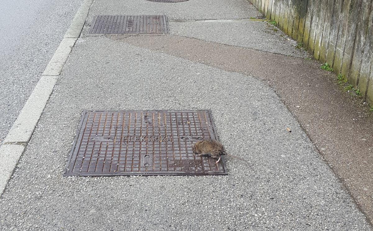 Podgane na pohodu v centru mesta