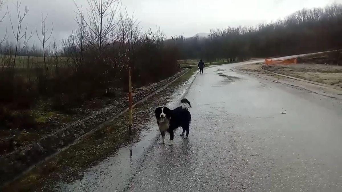 Dobrosrčna Trboveljčana rešila ujete žabe