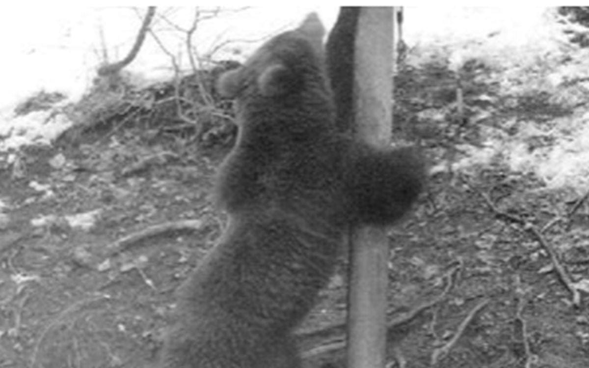 Poleg dveh triletnikov še mama z mladičema?