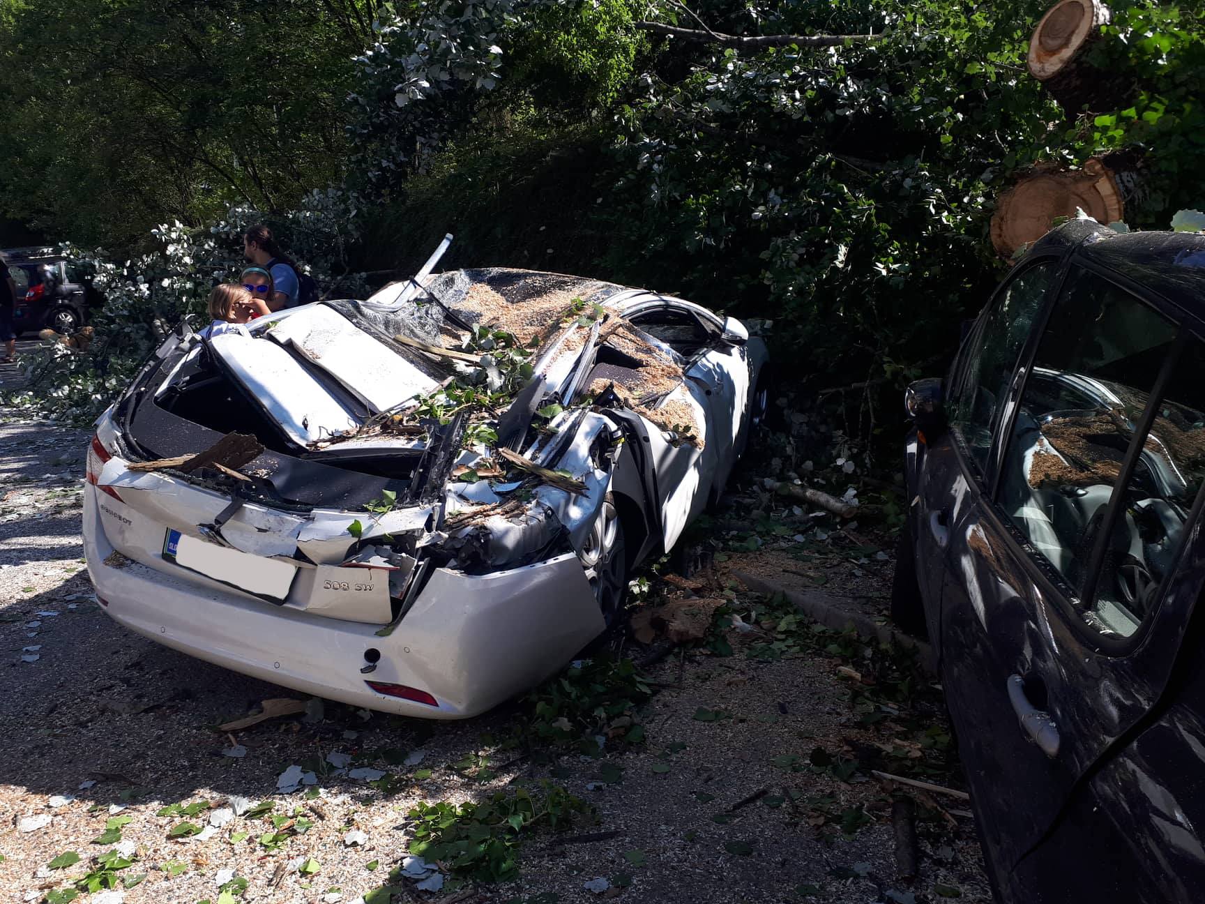 VIDEO: Podrto drevo uničilo avtomobile