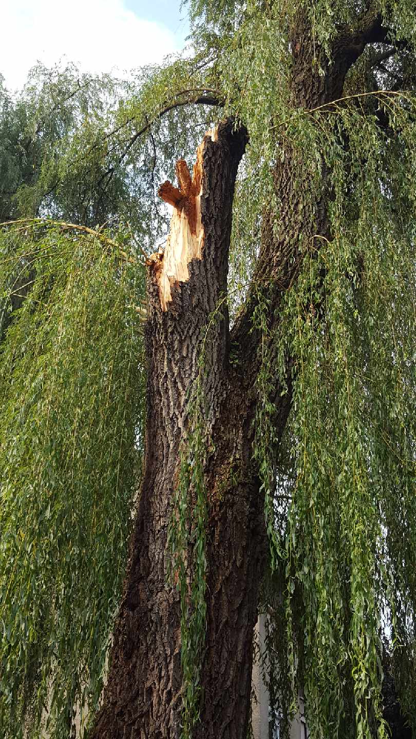 Vrbe so nevarne in morajo stran!