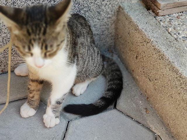 Našli malo muco, jo kdo pogreša?