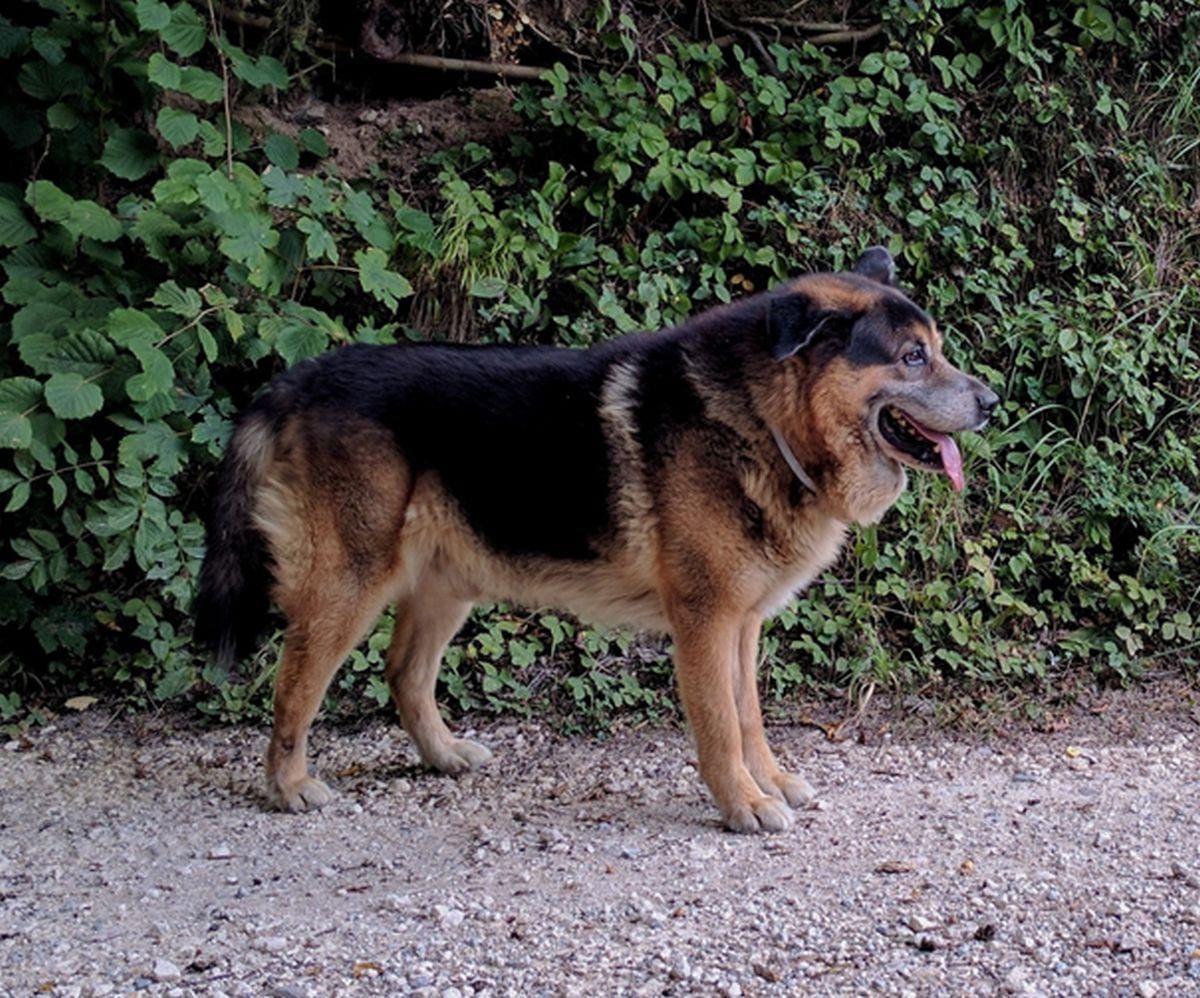 Izgubil se je Roni! Ga je kdo videl?