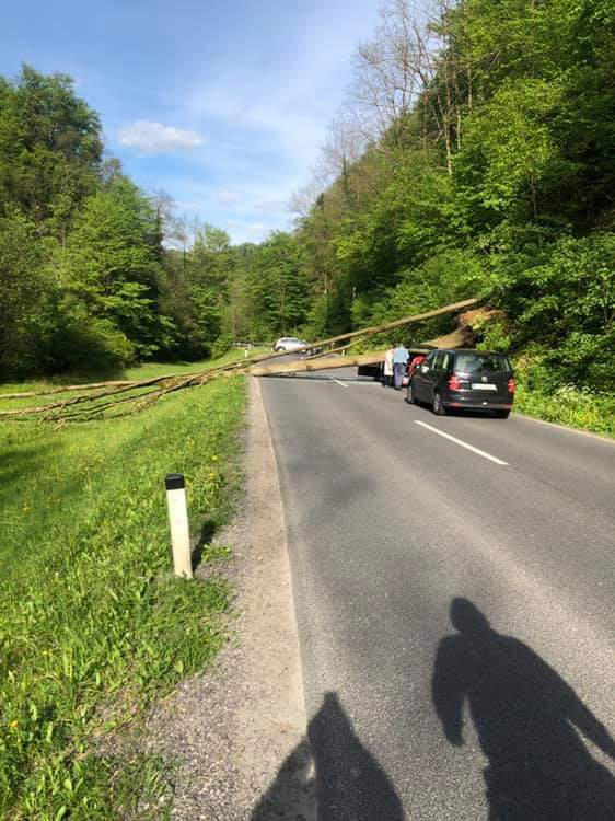 PREVIDNO: Drevo padlo na avto, zaprta cesta