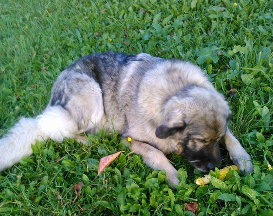 Pomagajte! Izgubila se je Lisa