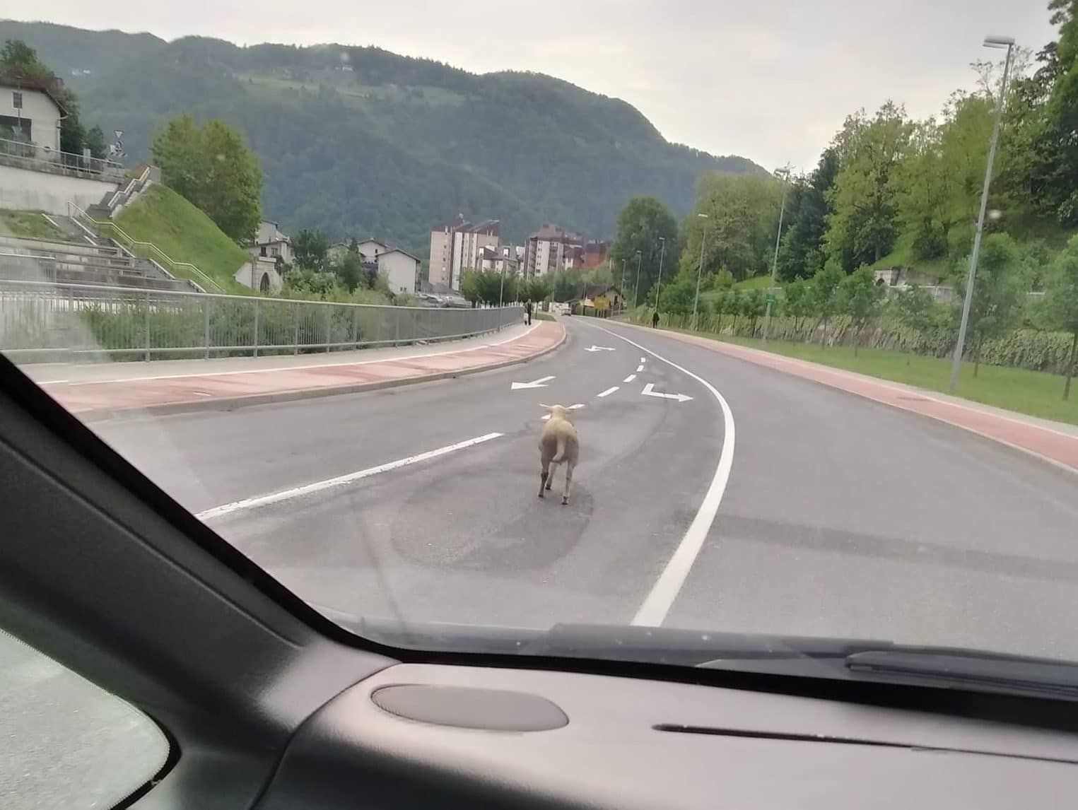 POZOR: Ovca na cesti!