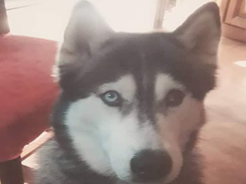 Pogrešana psička Maya