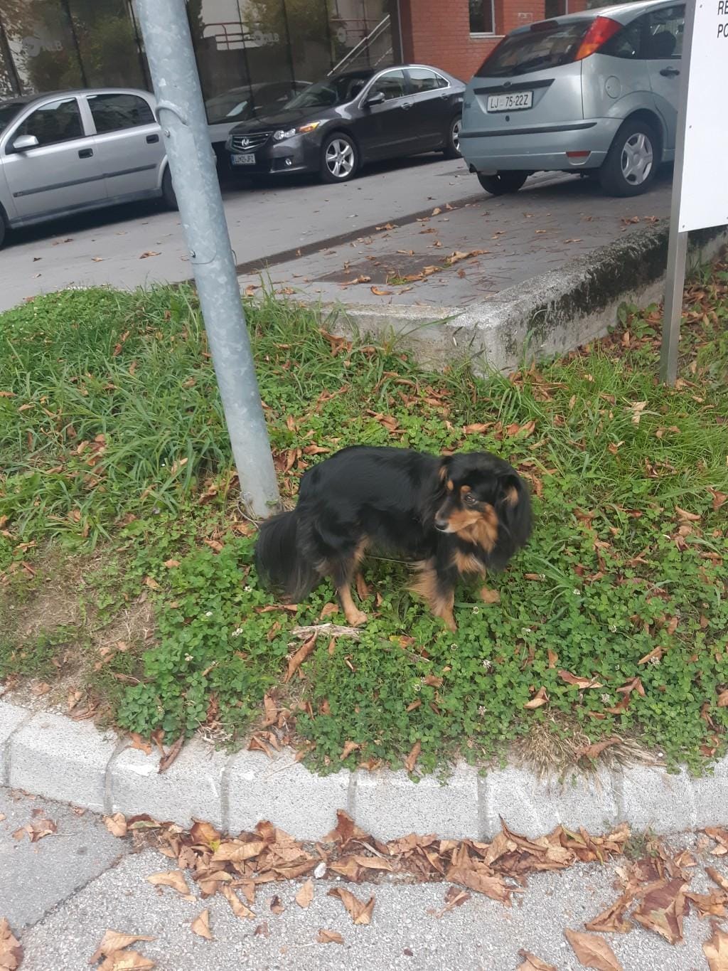 Kuža se je izgubil