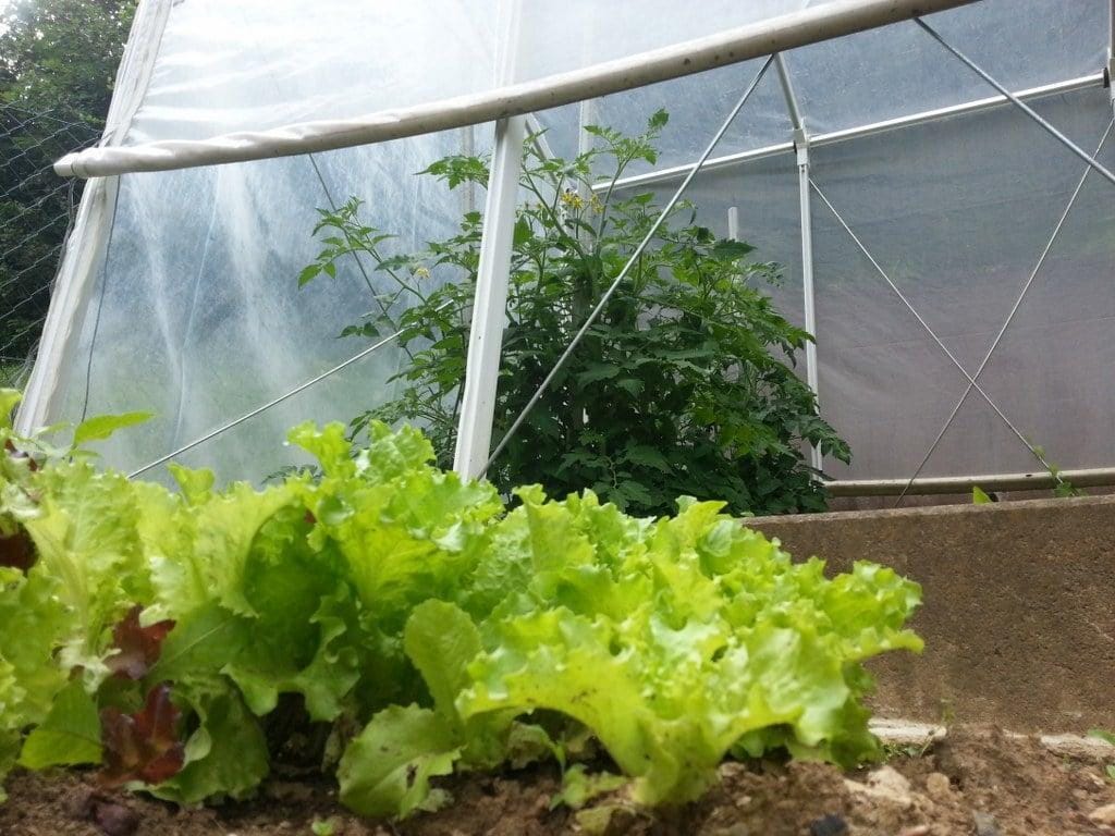 V Trbovljah 4000 evrov za vrt!