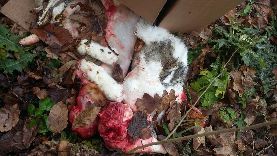 GROZA: Še en primer človeške krutosti nad živalmi