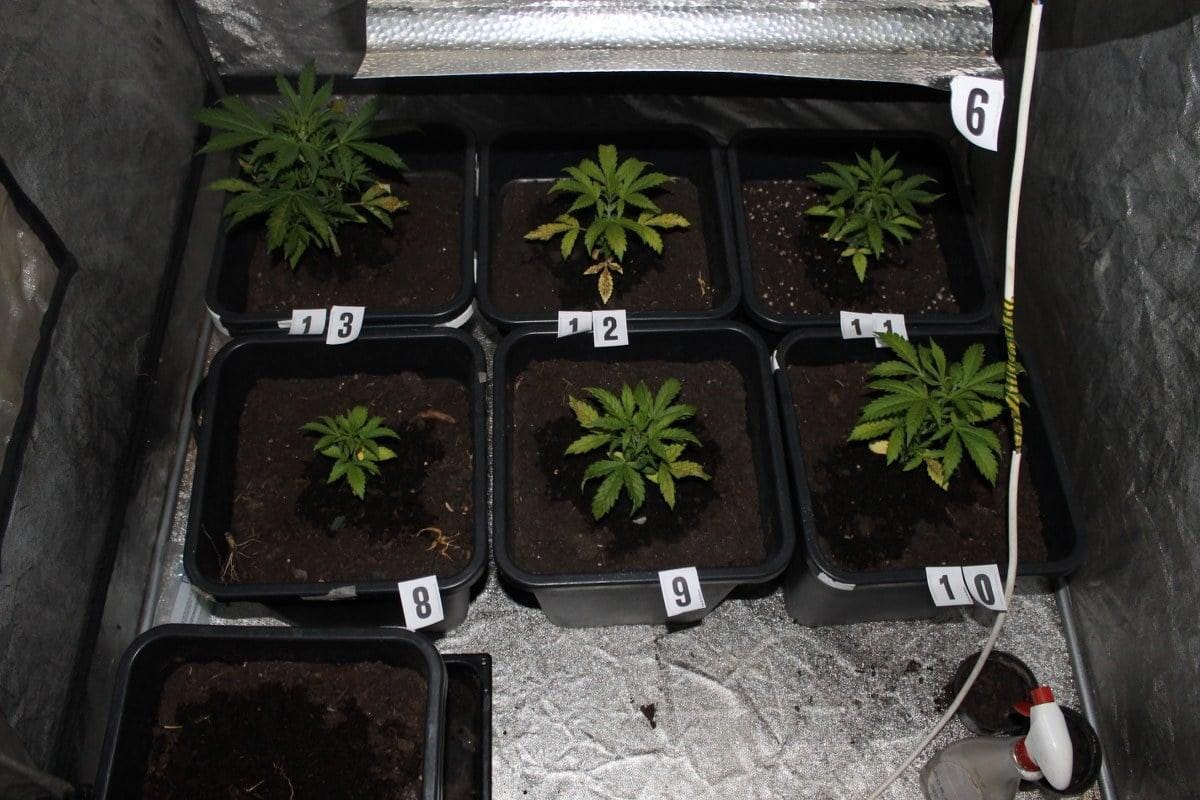 Med hišno preiskavo našli "prepovedane rožice" in pripomočke za vzgajanje