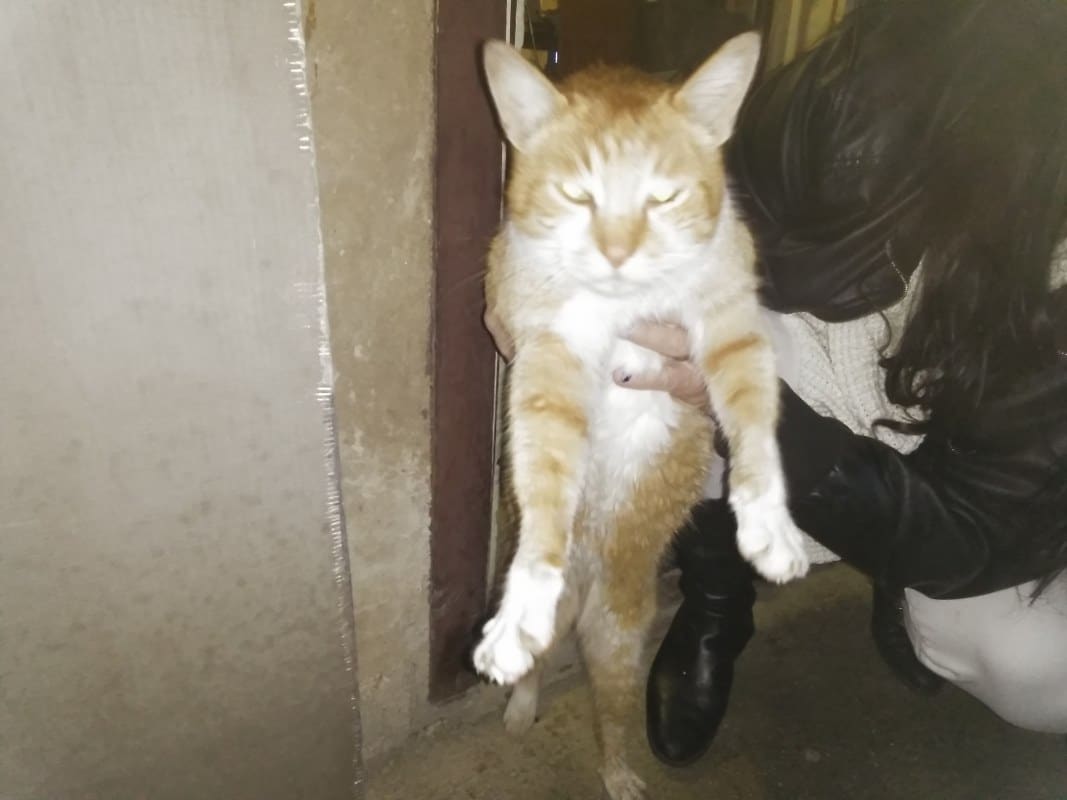Pogreša kdo glasnega "Garfielda"?